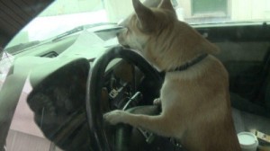 Chihuahua “ruba” auto e causa incidente